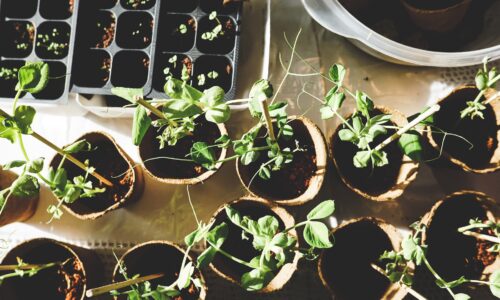 10 Tipps, um deine Pflanzen zu pflegen und sie gesund zu erhalten!