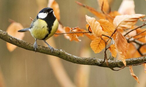 Spatz Meise und Zaunkönig: Ein Gartenparadies für Vögel