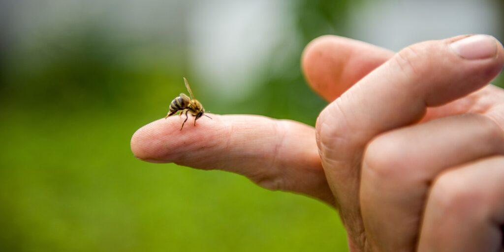 Eine Biene sitzt auf einem ausgestreckten Finger vor einem verschwommenen grünen Hintergrund, symbolisiert die natürliche Herkunft von Bienengift für Salben und die wichtige Rolle der Bienen im Ökosystem.