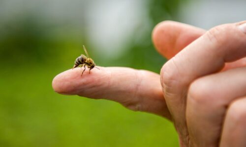 Die Heilkraft aus dem Garten: Anwendung von Bienengiftsalben