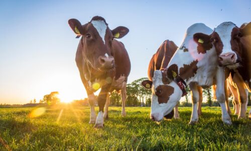 Praktische Tipps zur Tierhaltung im Freien