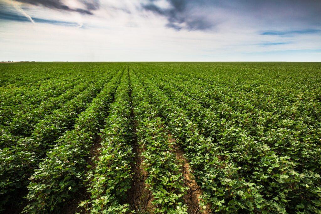 Große landwirtschaftliche Anbaufläche mit dichten, grünen Pflanzenreihen unter einem leicht bewölkten Himmel.