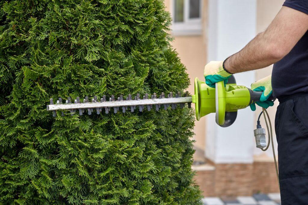 Mann schneidet Thujahecke mit Heckenschere – was bei der Gartenpflege laut Umweltstrafrecht zu beachten ist