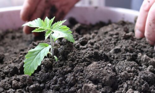 Bereit für den nächsten Schritt? Bewurzelte Jungpflanzen beschleunigen dein Gartenprojekt und minimieren Risiken.